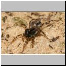 Arctosa perita - Wolfspinne 03a mit Nachwuchs auf dem Ruecken.jpg